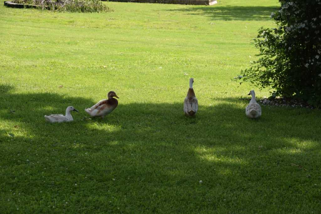 DSC_0324Mittel_.JPG